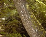 pic_00252.jpg