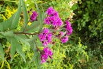 pic_20857.jpg