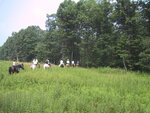 pic_20939.jpg