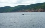 pic_06195.jpg