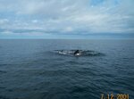 Whales Well Pilot Whales At Least