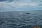 pic_06203.jpg