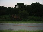 pic_00533.jpg