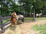 pic_00916.jpg