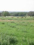 pic_06566.jpg