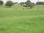 pic_06568.jpg