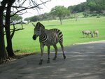 pic_06574.jpg