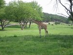 pic_06577.jpg