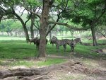pic_06579.jpg