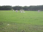 pic_06589.jpg