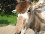 pic_06595.jpg