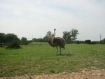pic_06597.jpg