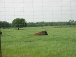 pic_06624.jpg