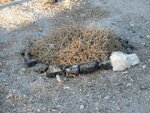 pic_06638.jpg