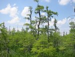 pic_06705.jpg
