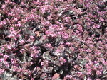 pic_06722.jpg