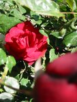 pic_06732.jpg