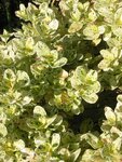 pic_06766.jpg