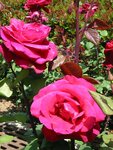 pic_06777.jpg