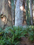 mov_tree1.mov