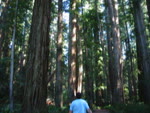 mov_trees2.mov