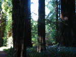 mov_trees3.mov