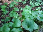 pic_06856.jpg