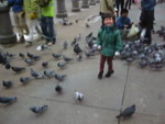 mov_pigeons.mov