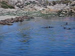 mov_seal_beach.mov