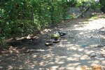 pic_08368.jpg