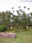 pic_08677.jpg