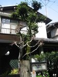 pic_08686.jpg