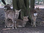 mov_deer.mov