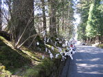pic_08864.jpg