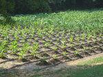 pic_02432.jpg