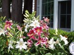 pic_09442.jpg