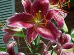 pic_09446.jpg