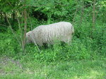 pic_02473.jpg