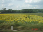 pic_10289.jpg