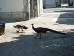 Europe Lisbon