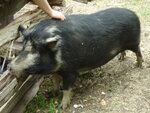 pic_02913.jpg
