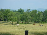 pic_03475.jpg