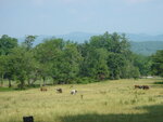pic_03478.jpg