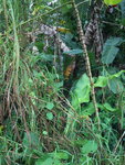 pic_10592.jpg