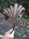 pic_10599.jpg
