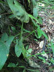 pic_10615.jpg