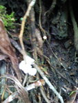 pic_10617.jpg