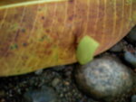 pic_10625.jpg