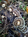 pic_10629.jpg