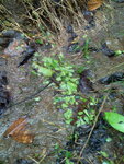 pic_10631.jpg